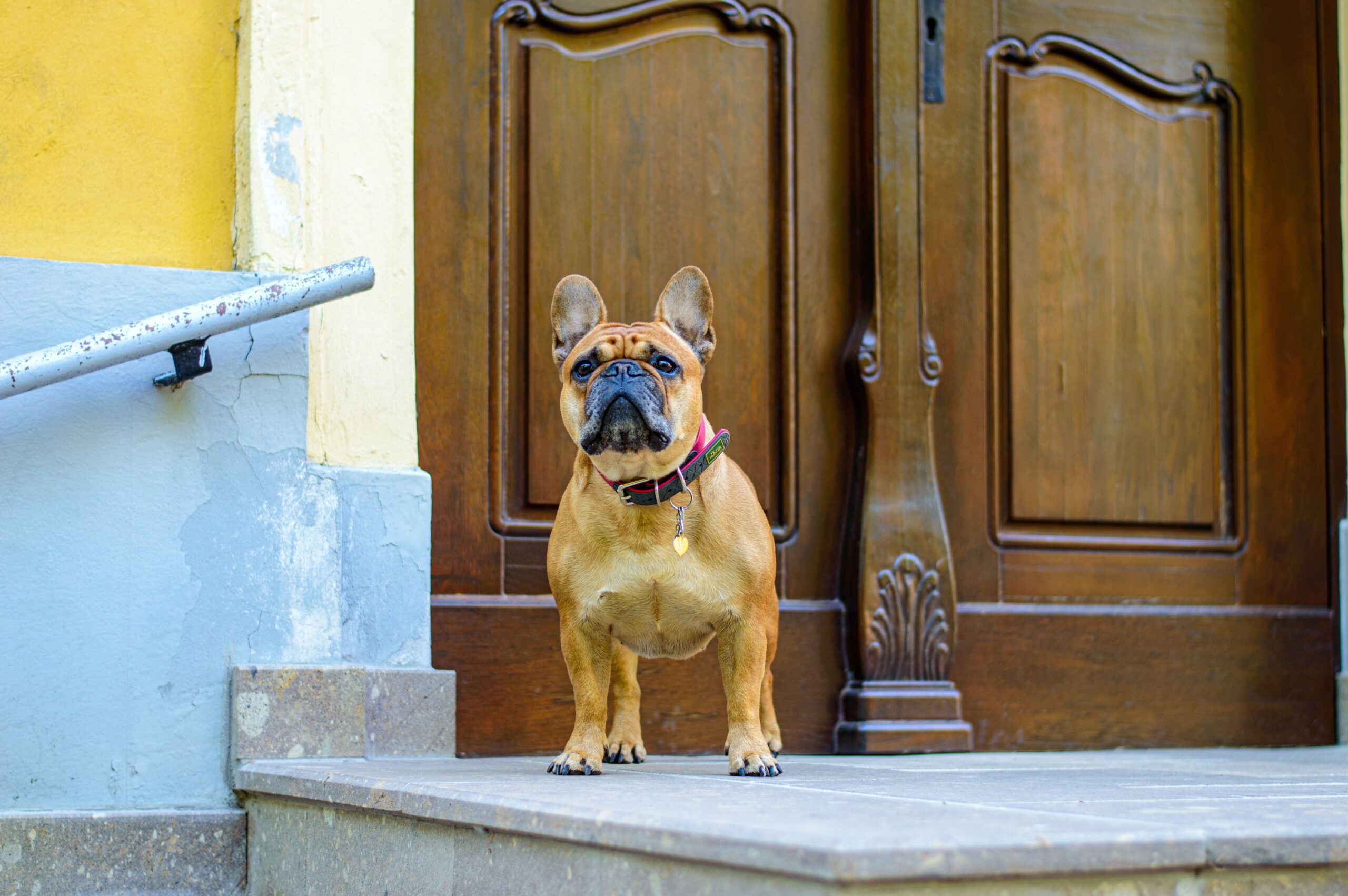 The Real Reason Your Dog Always Sits on the Side of the Couch Closest to the Front Door - It's Protective, Not Preferential