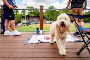 7 Dog Breeds That Are Perfect for Widows and Widowers Over 65 Who Are Ready for a New Companion