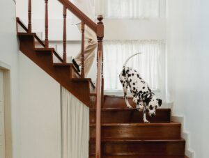 If You Are Over 65 and Your Dog Has Started Doing These 6 Things, Please Do Not Ignore Them