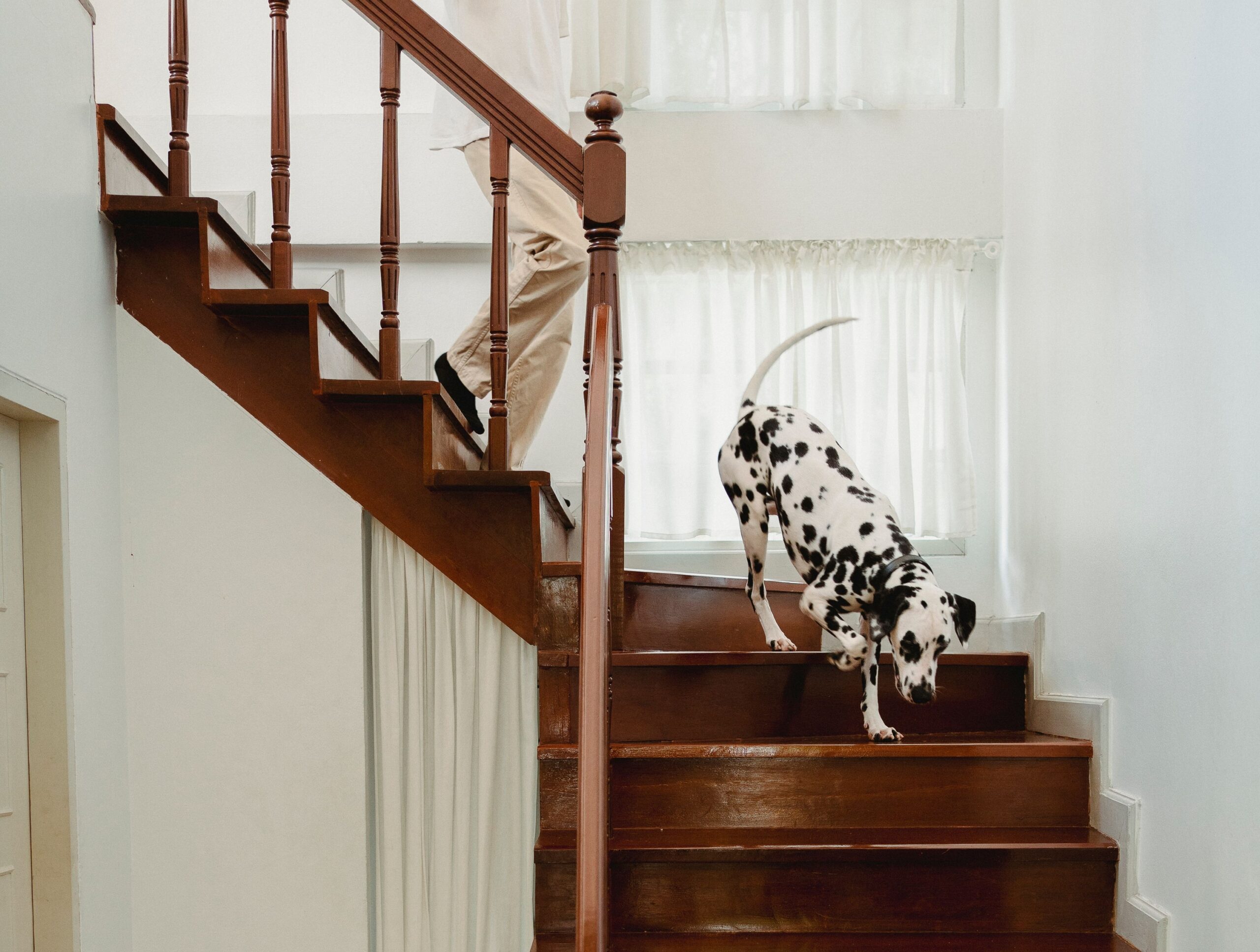 If You Are Over 65 and Your Dog Has Started Doing These 6 Things, Please Do Not Ignore Them
