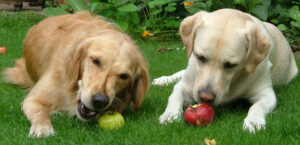 Veterinarians Say These Are the Warning Signs Every Senior Dog Owner Over 60 Needs to Know