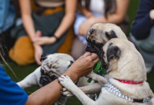 10 Small Dog Breeds That Are Ideal for Adults Over 70 Who Can't Walk Long Distances