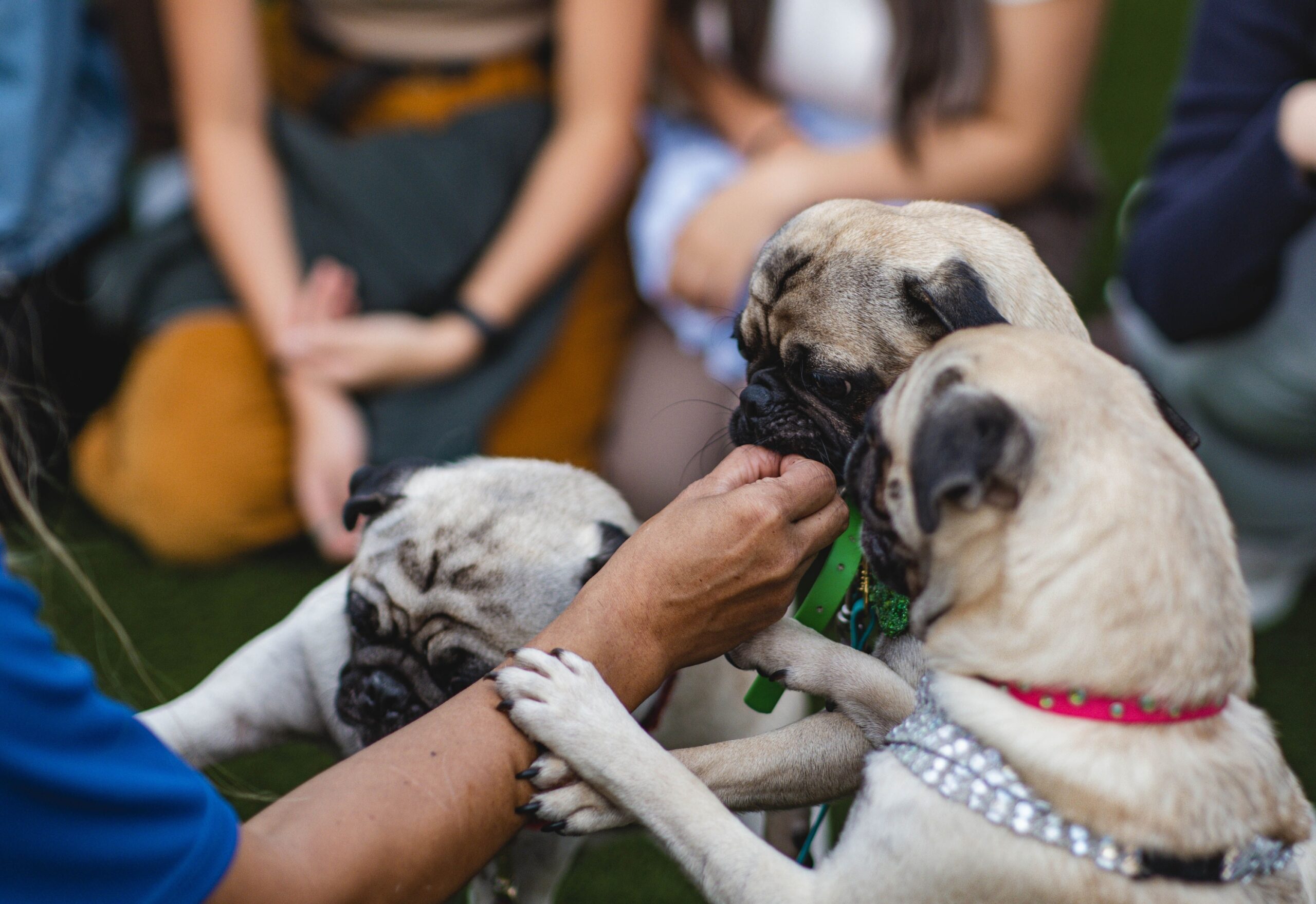 10 Small Dog Breeds That Are Ideal for Adults Over 70 Who Can't Walk Long Distances