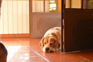 The Real Reason Dogs Who Were Abandoned Once Never Fully Stop Watching the Door - Even Decades Later