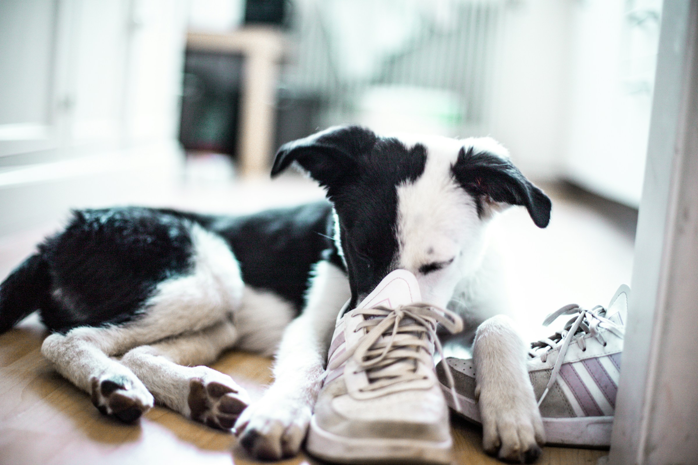 What Your Dog Is Reading When They Sniff a Stranger's Shoes Before Deciding Whether to Accept Them