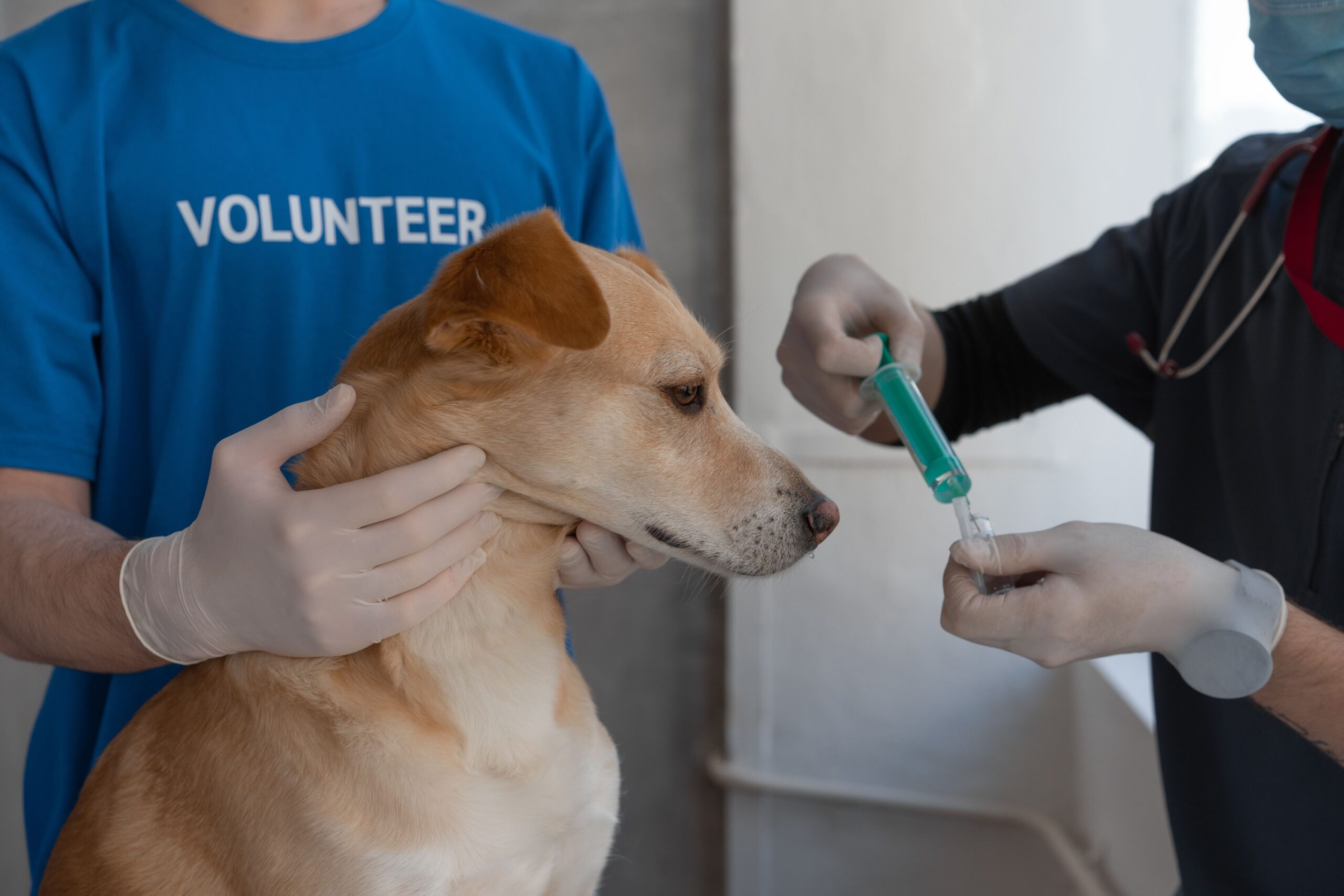 12 Money-Saving Tips Every Dog Owner Should Know Before Visiting the Vet