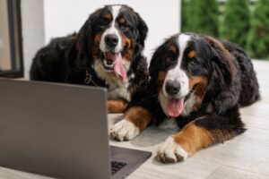10 Dog Breeds That Are Worth Every Penny (And 5 That May Stretch Your Budget)