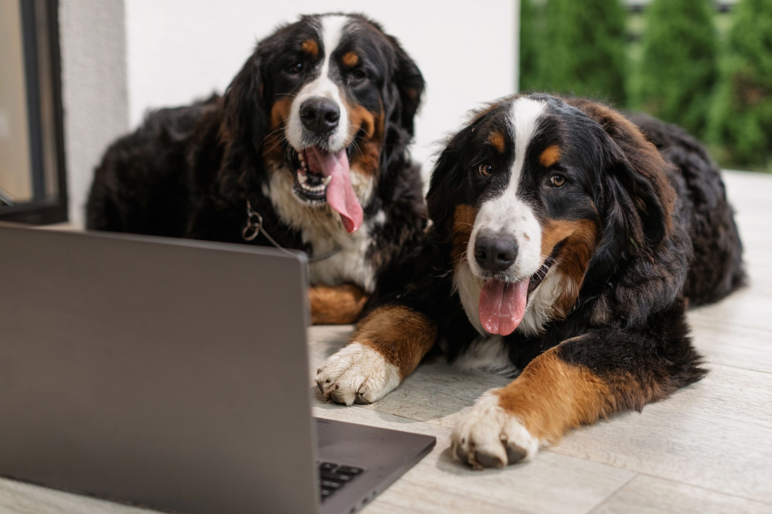 10 Dog Breeds That Are Worth Every Penny (And 5 That May Stretch Your Budget)