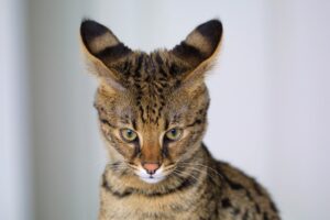 10 Cat Breeds That Can Quietly Become Very Expensive to Own