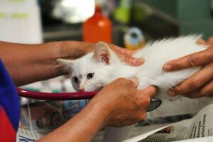 12 Ways to Reduce Your Cat's Long-Term Healthcare Costs