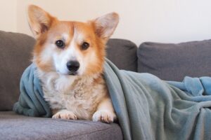 Why Dogs Need a Comfort Blanket