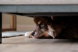 11 Things Dogs Do When They Sense a Dark Energy Has Entered Your Home