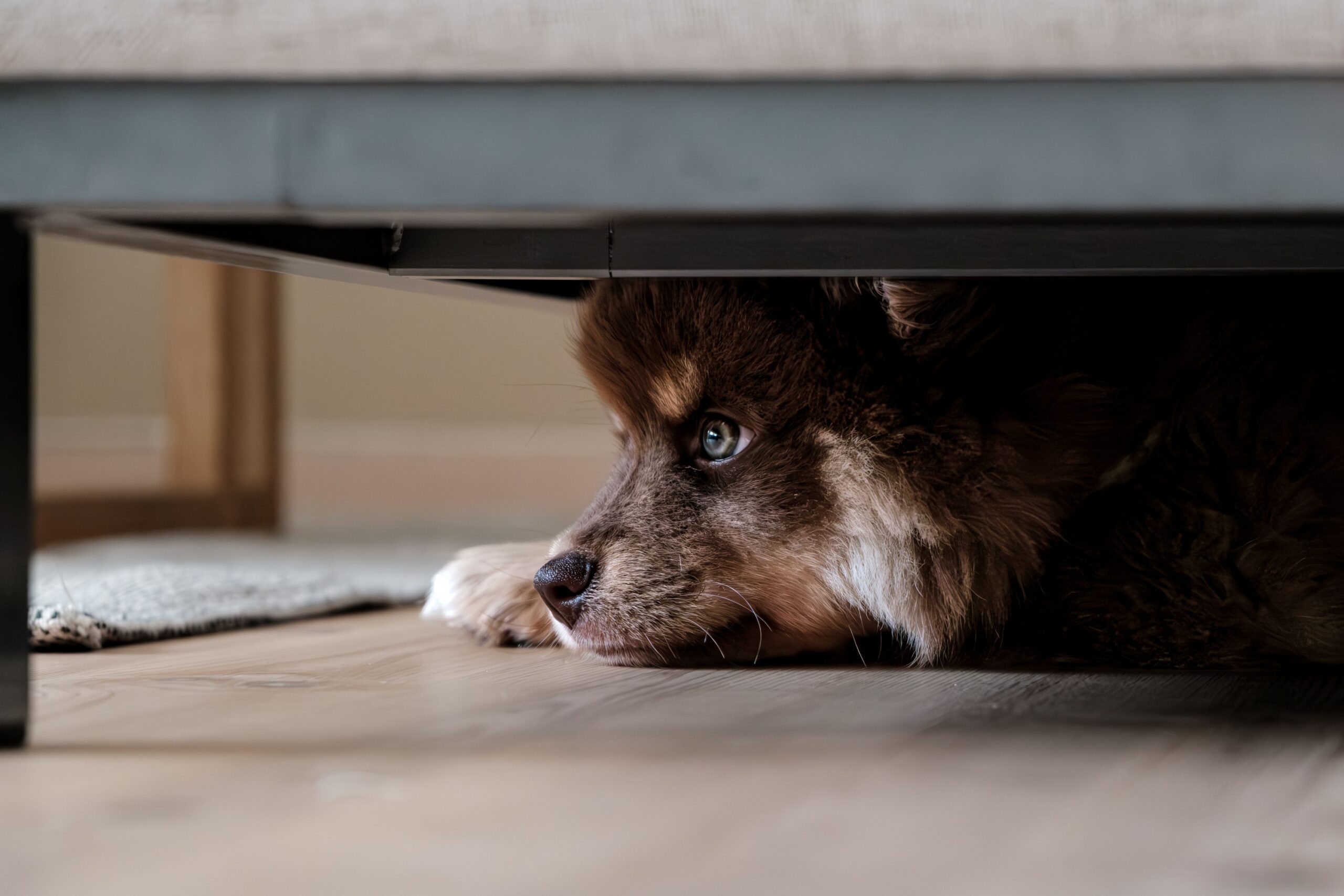 11 Things Dogs Do When They Sense a Dark Energy Has Entered Your Home