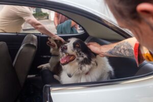 10 Human Habits That Make Dogs Love You More - According to Animal Behaviourists