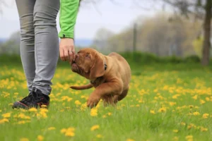 The Scent-Processing Region of a Dog's Brain Is Proportionally 40 Times Larger Than in Humans – Here’s What That Really Means