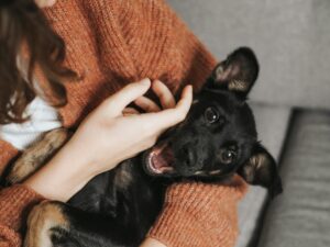 17 Small Things Your Dog Does That Actually Mean They Think About You Every Moment You're Away
