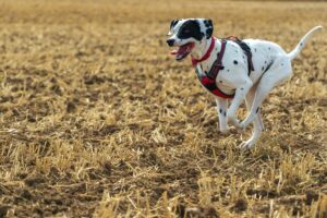 10 Dog Breeds That Can Be Destructive When Bored