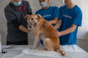 9 Things Your Dog Does Right Before They Pass Away That Vets Wish Every Owner Recognised