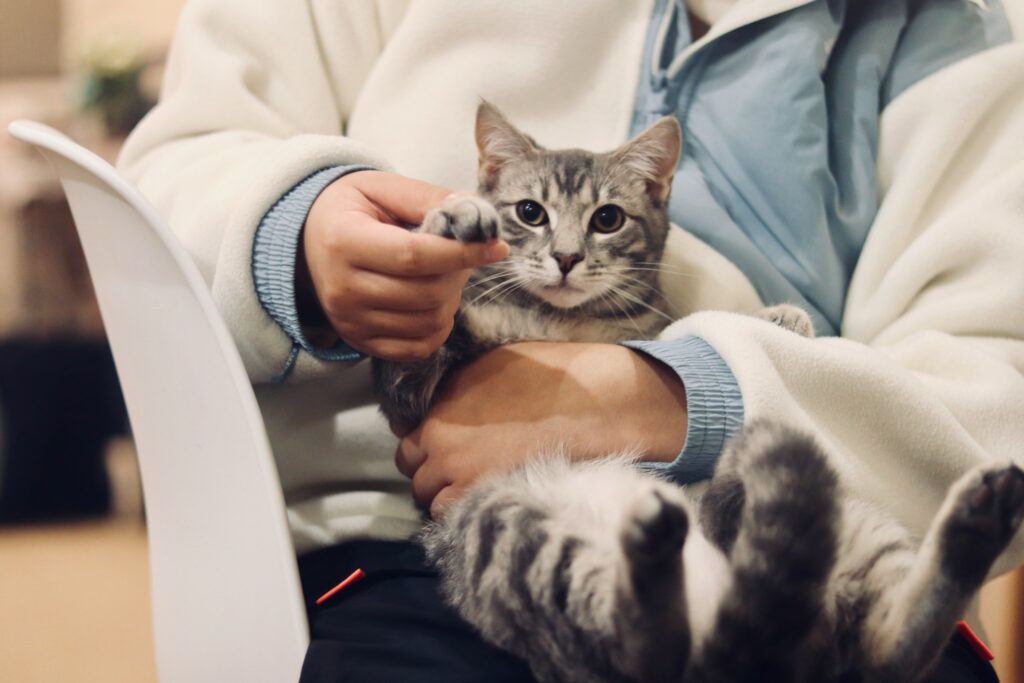10 Financial Mistakes That Can Shorten Your Cat's Life