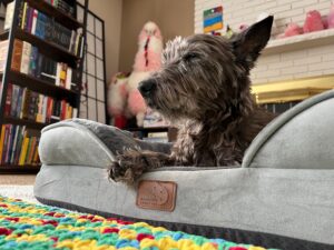 10 Financial Mistakes That Make Dog Ownership More Expensive Than It Needs to Be