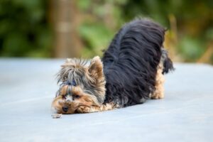 Animal Psychology Says The Play Bow Is Not Just an Invitation - It Also Functions as a Reset Signal After Rough Play That Tells the Other Dog Everything Is Still Friendly