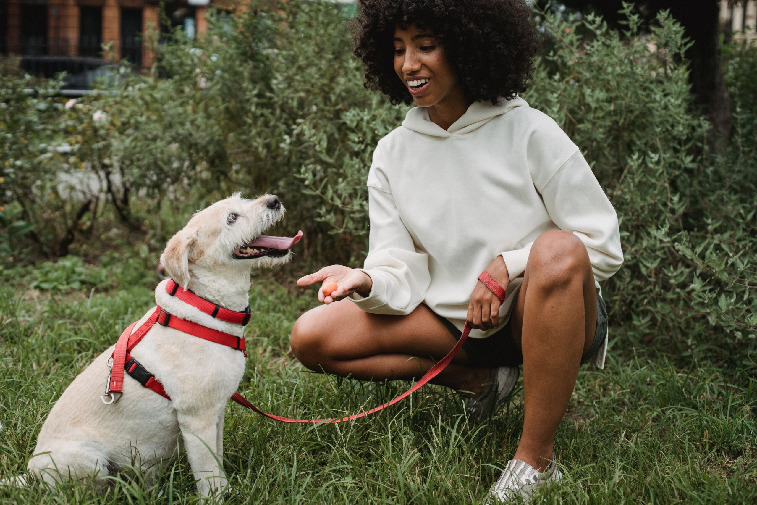 Studies Show That Dogs Respond More Strongly to Praise When the Word and Tone Match