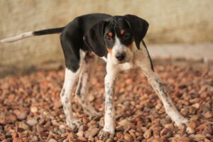 15 Budget-Friendly Dog Breeds That Still Make Incredible Family Pets
