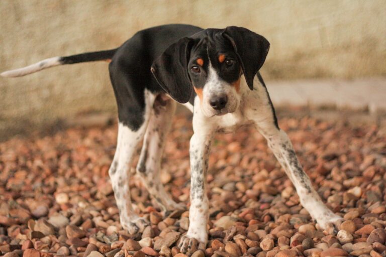 15 Budget-Friendly Dog Breeds That Still Make Incredible Family Pets