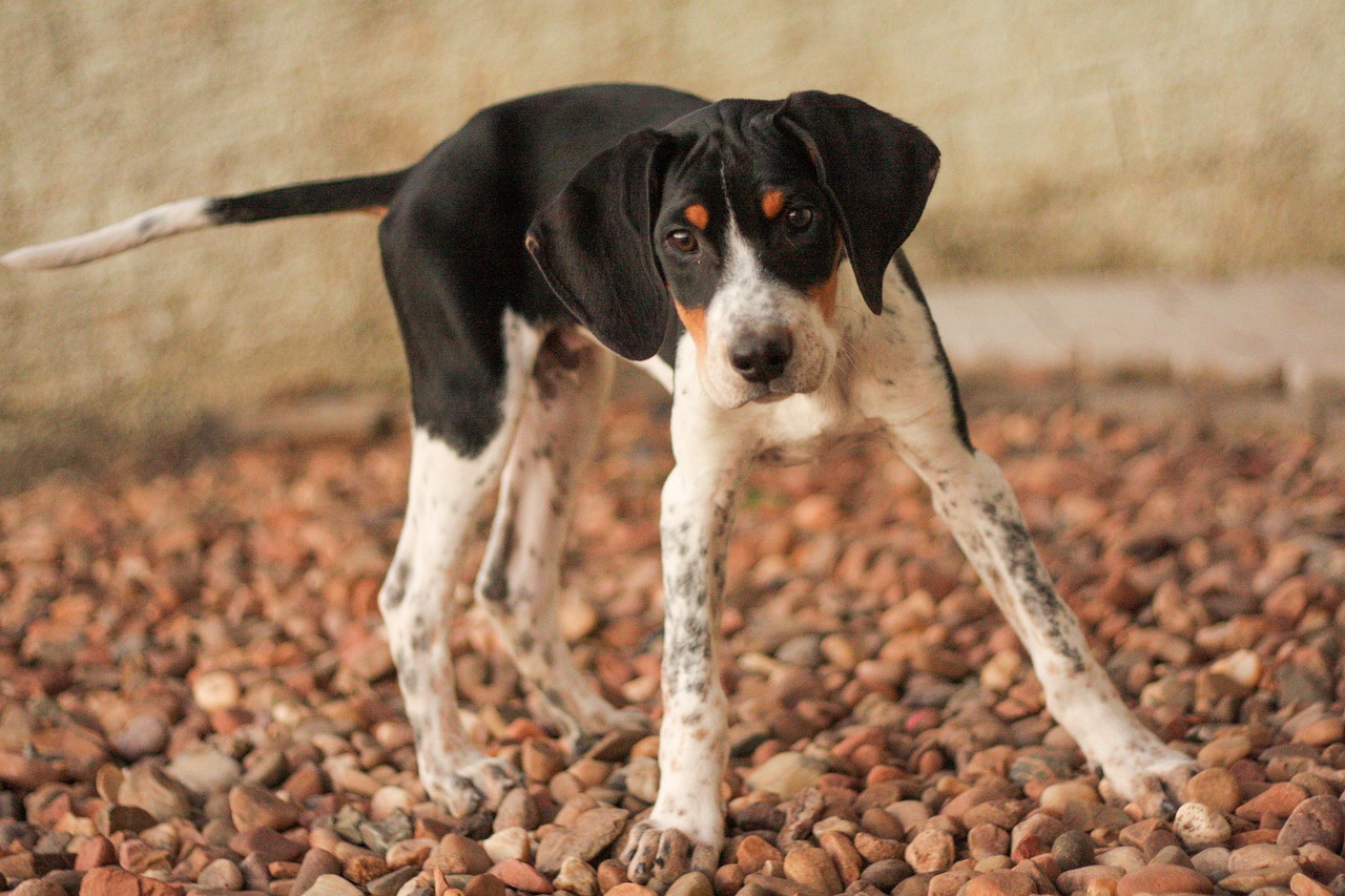 15 Budget-Friendly Dog Breeds That Still Make Incredible Family Pets