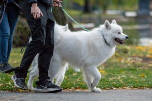 The Real Reason Your Dog Sits Down in the Middle of a Walk - It’s Not Always Stubbornness