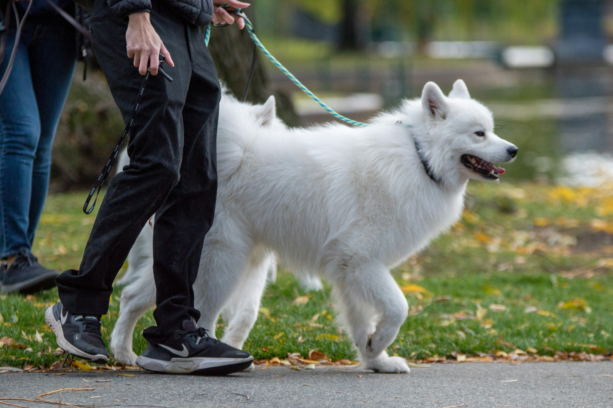 The Real Reason Your Dog Sits Down in the Middle of a Walk - It’s Not Always Stubbornness