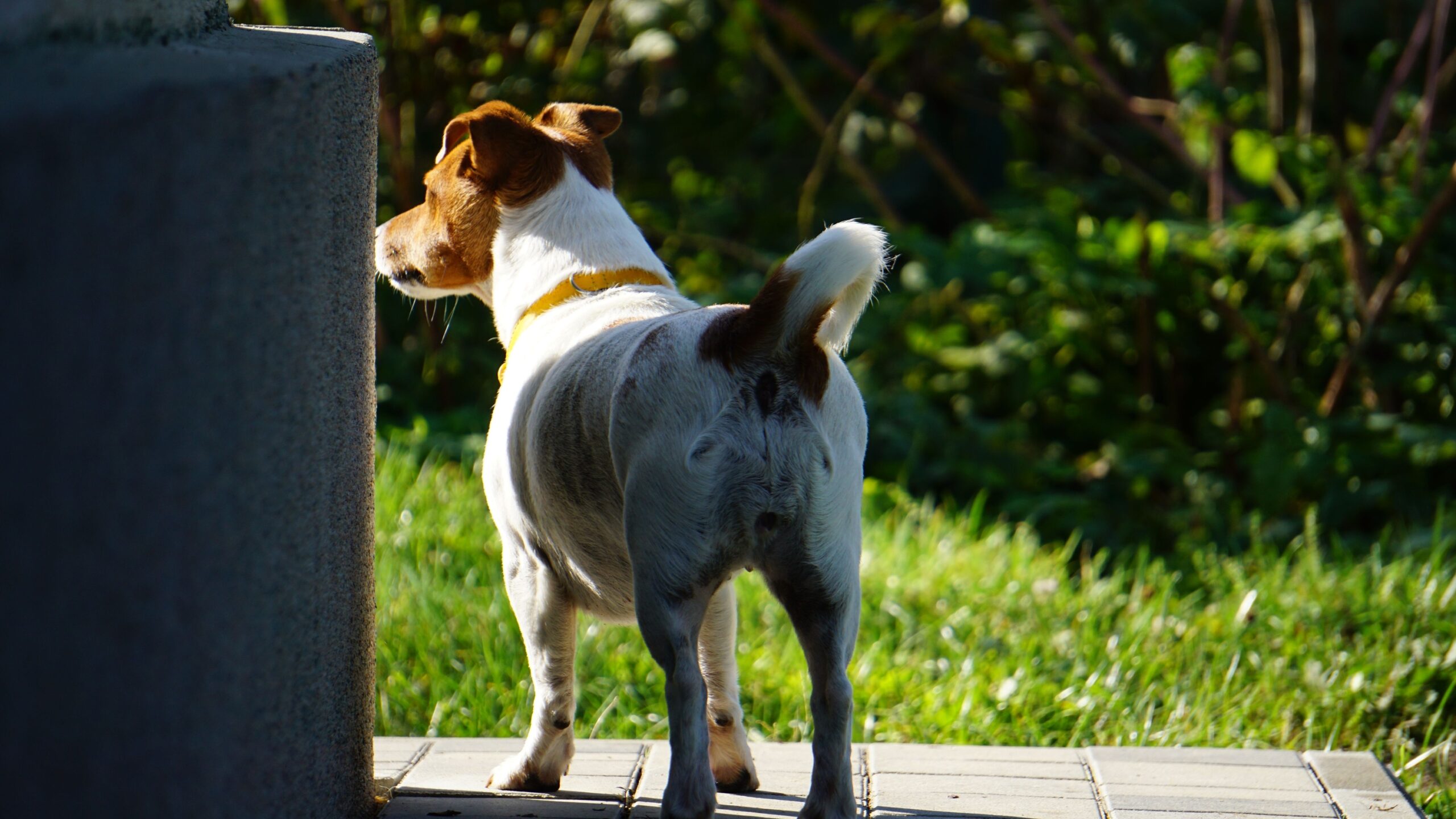 Why Your Dog Turns Their Back During an Intense Greeting - What This Surprising “Calming Signal” Really Means