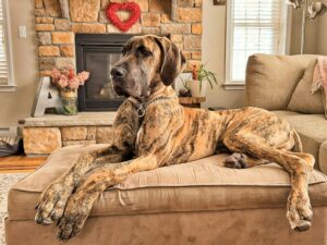 10 Dog Breeds That Are Cheap to Buy but Expensive to Keep