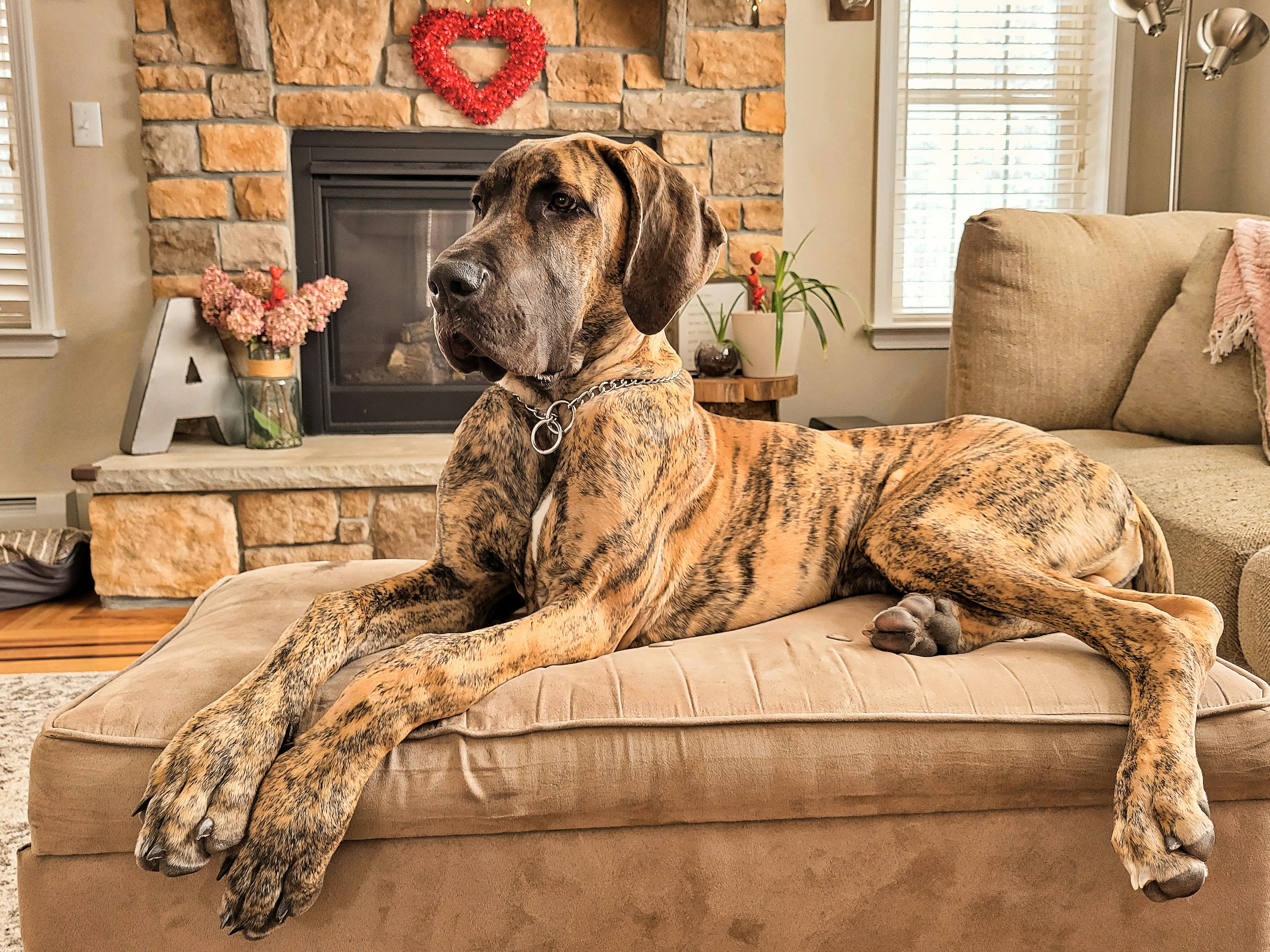 10 Dog Breeds That Are Cheap to Buy but Expensive to Keep