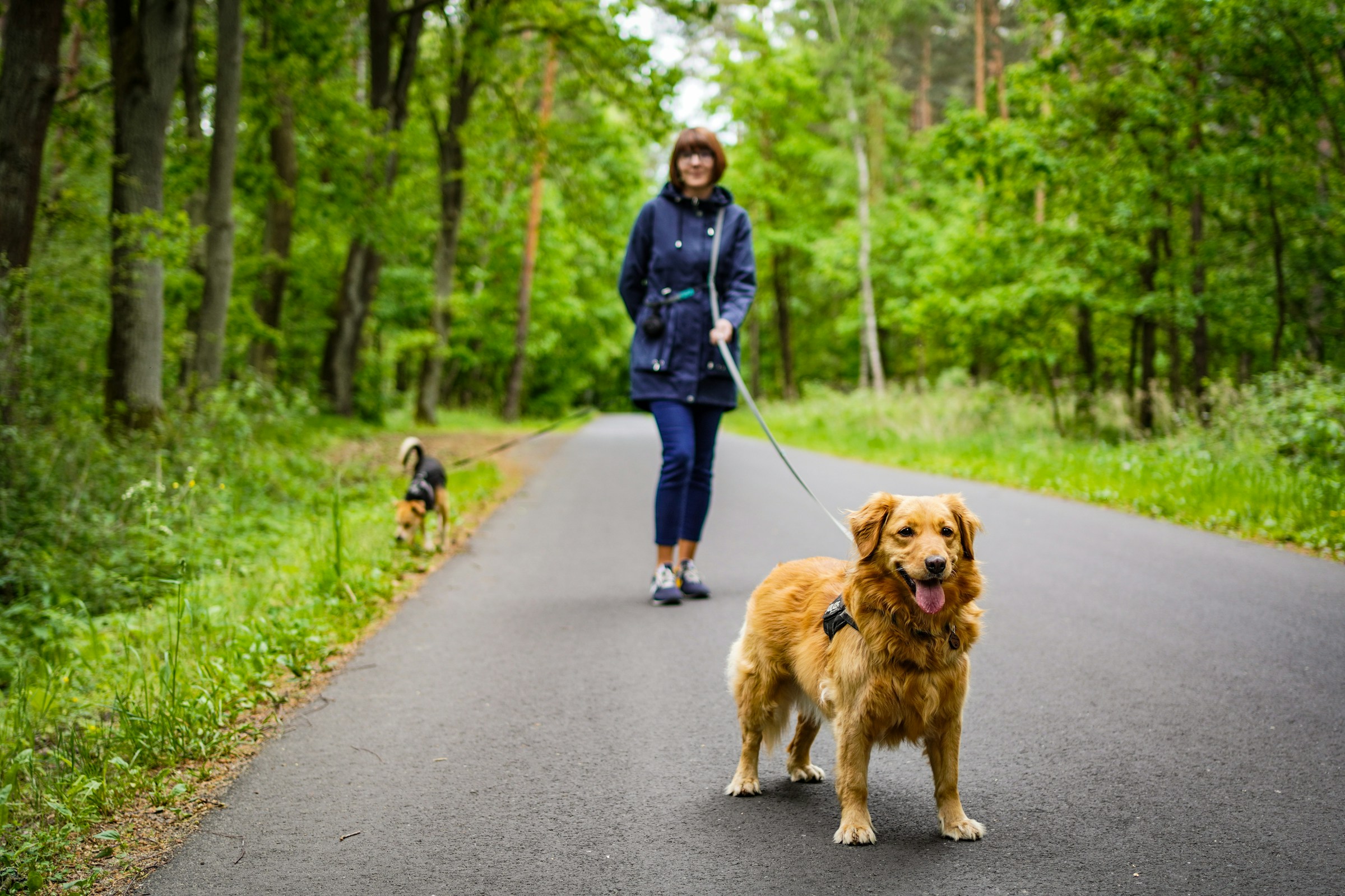 Dogs Who Freeze Suddenly During Play Aren't Being Difficult - They’re Sending a Clear Signal