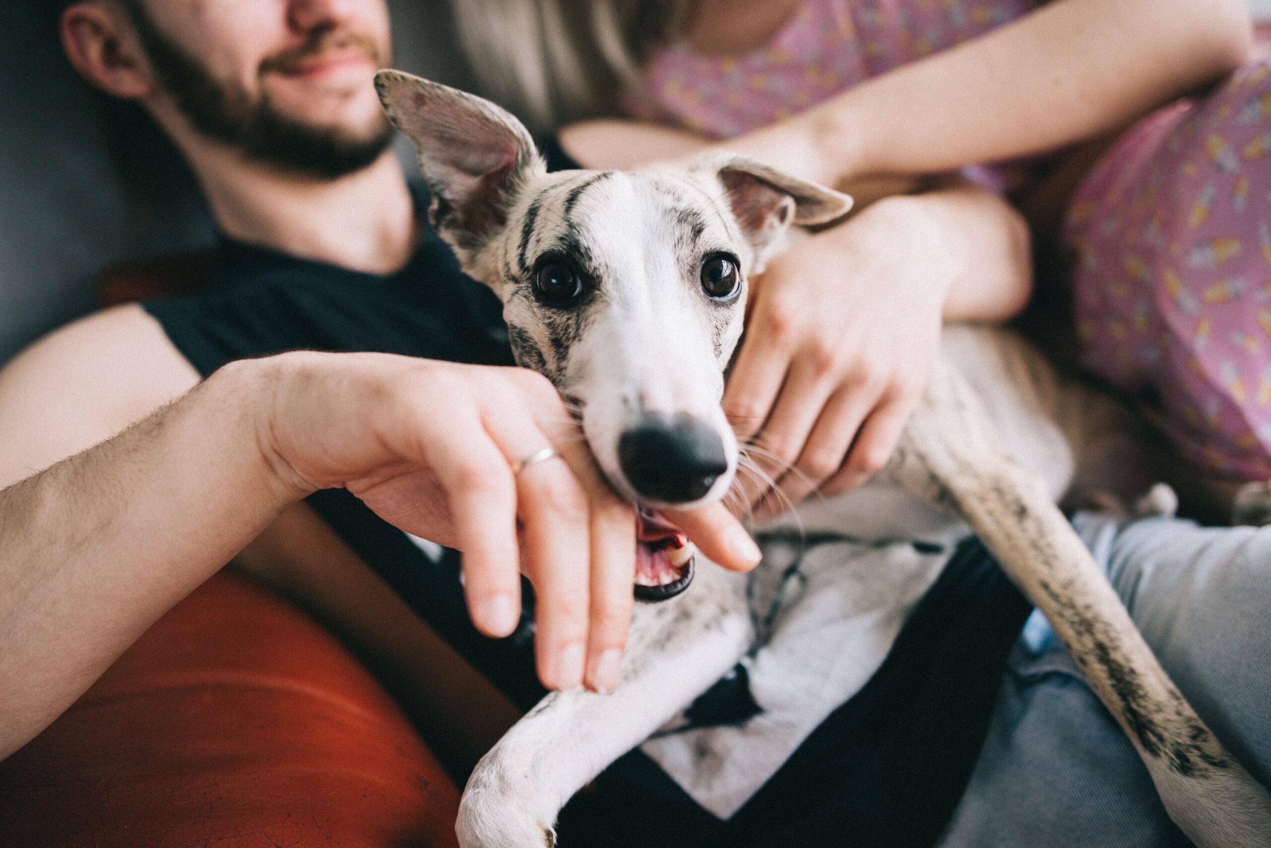 10 Dog Breeds That Fall Apart in Noisy Environments and 5 That Thrive in Absolute Chaos