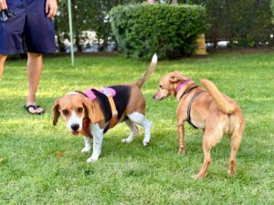 Research Confirms That When a Dog Approaches a Strange Dog in a Curved Arc Rather Than Head-On, They Are Using a Recognised Greeting Protocol That Reduces the Risk of Conflict