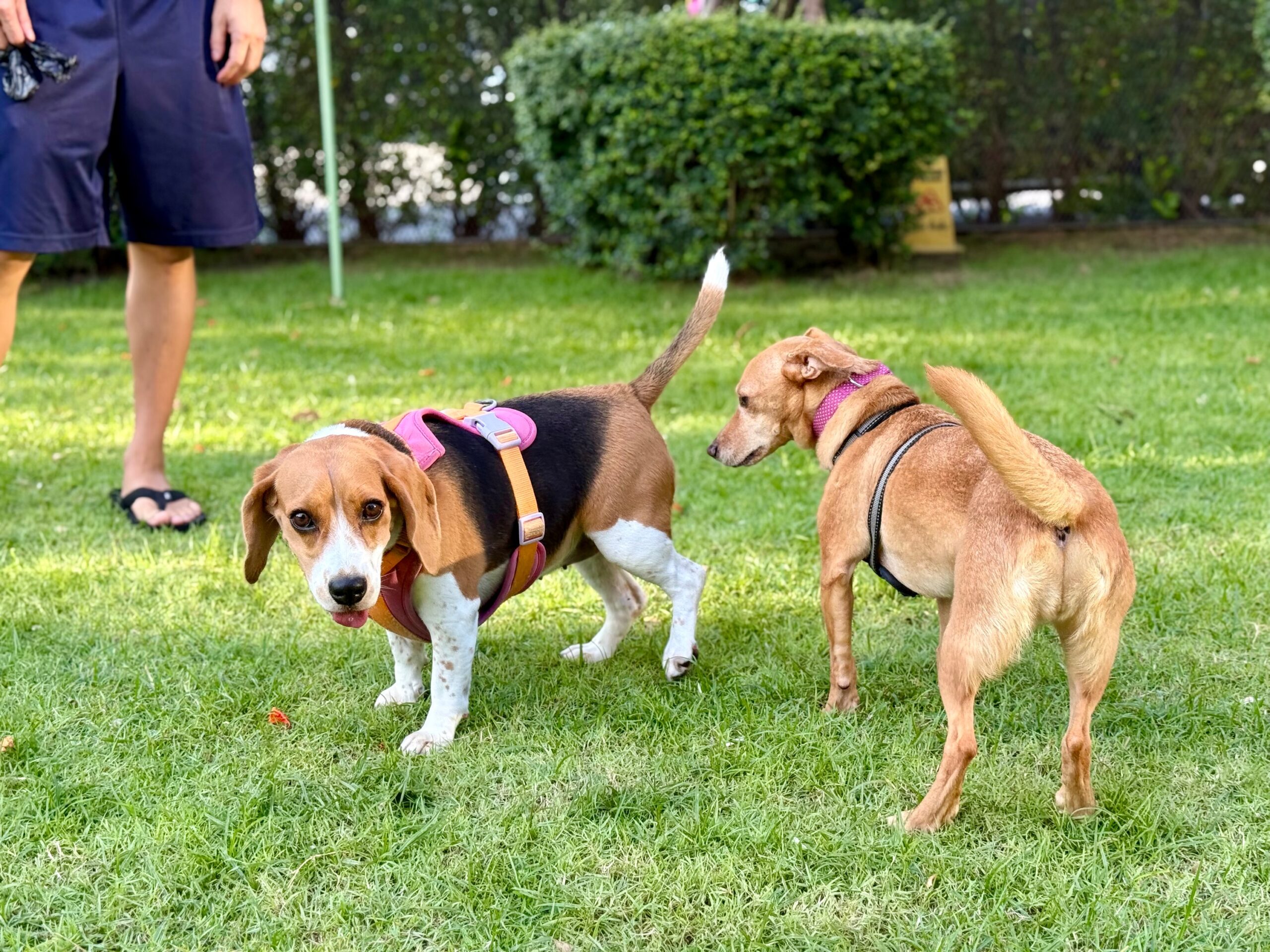 Research Confirms That When a Dog Approaches a Strange Dog in a Curved Arc Rather Than Head-On, They Are Using a Recognised Greeting Protocol That Reduces the Risk of Conflict