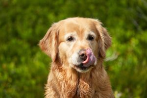 Dogs Who Lick Their Lips During a Tense Interaction Are Not Hungry - It Is a Documented Appeasement Gesture That Signals Non-Threat to the Other Individual
