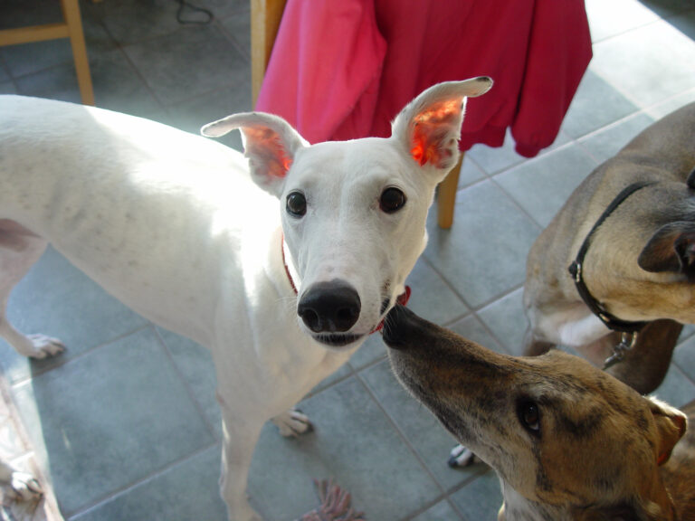 The Real Reason Dogs Shake Off After a Stressful Interaction