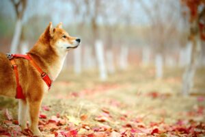 8 Dog Breeds That Often Struggle to Bond With Young Children