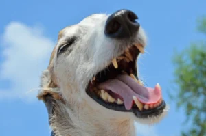 When Your Dog Yawns as You Raise Your Voice, They Are Not Being Dismissive - What That De‑Escalation Signal Really Means