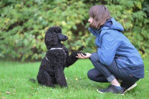10 Dog Breeds That Are Difficult to Housetrain and 5 That Will Oblige You From Day One