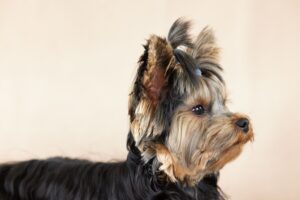 8 Small Dog Breeds With Surprisingly Fearless Personalities