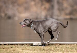 9 Mistakes That Can Quietly Shorten a Dog's Healthy Years