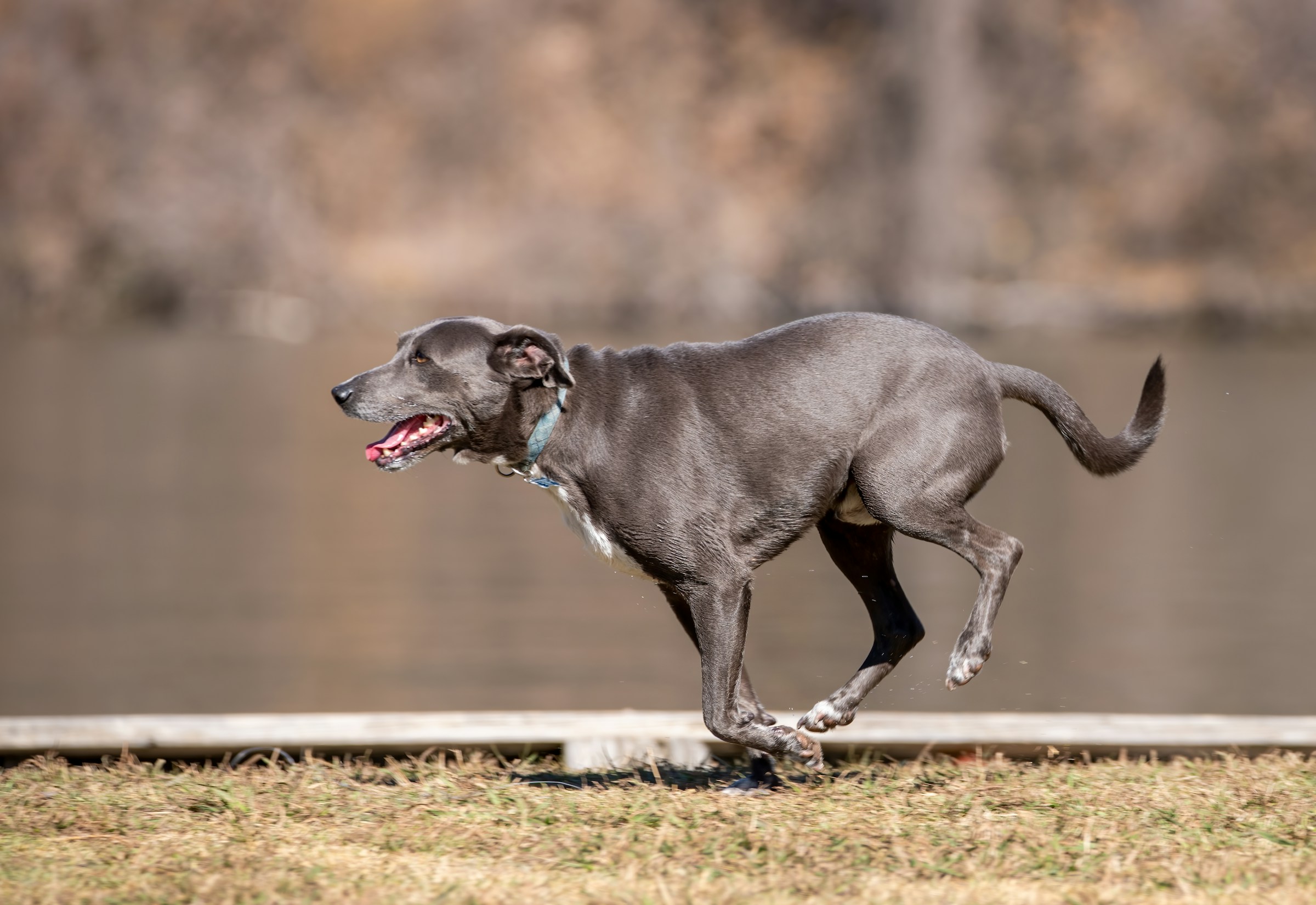 9 Mistakes That Can Quietly Shorten a Dog's Healthy Years