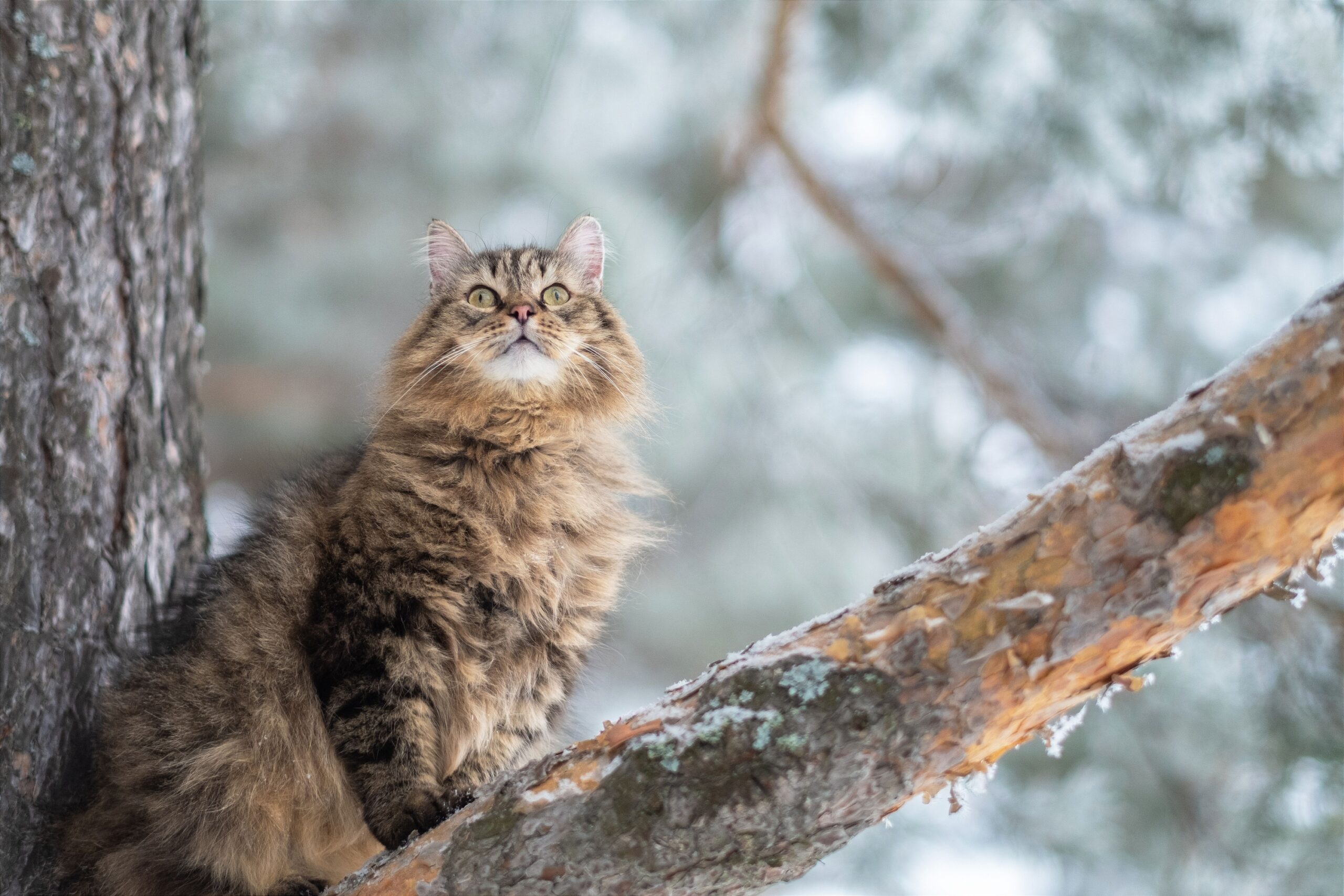 10 Cat Breeds That Get Along Surprisingly Well With Dogs
