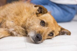 8 Sounds Your Dog Makes That May Mean They Are in Pain