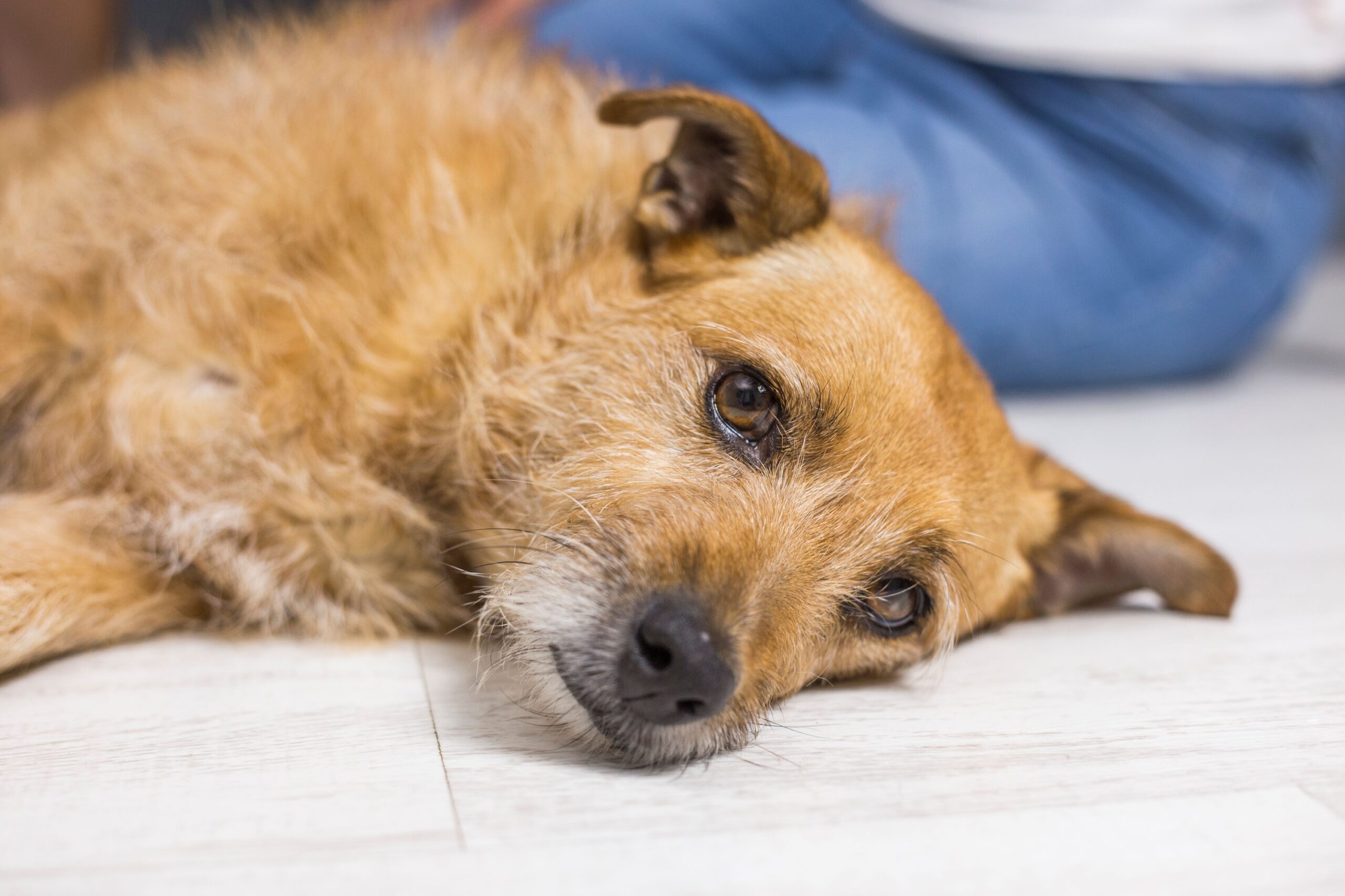 8 Sounds Your Dog Makes That May Mean They Are in Pain