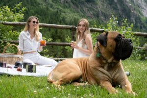 Which Zodiac Signs Bond Best With Large Dogs